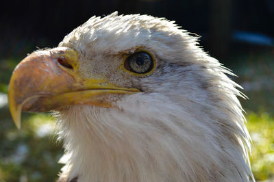 Close-up of a bird