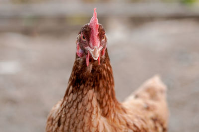 Close-up of rooster