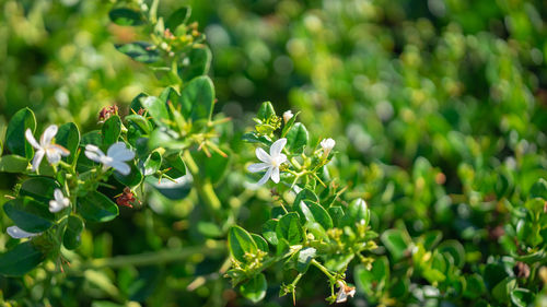 Close-up of white flowering plant