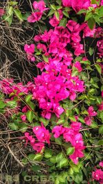 Close-up of pink flowers blooming outdoors