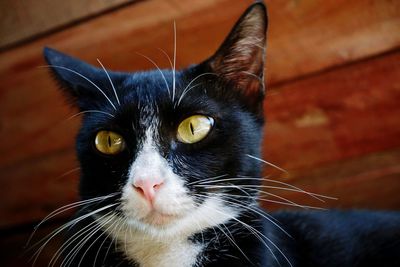 Close-up portrait of cat