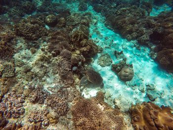 Aerial view of coral underwater