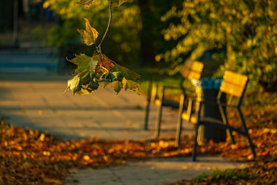 Autumn leaves hanging on tree