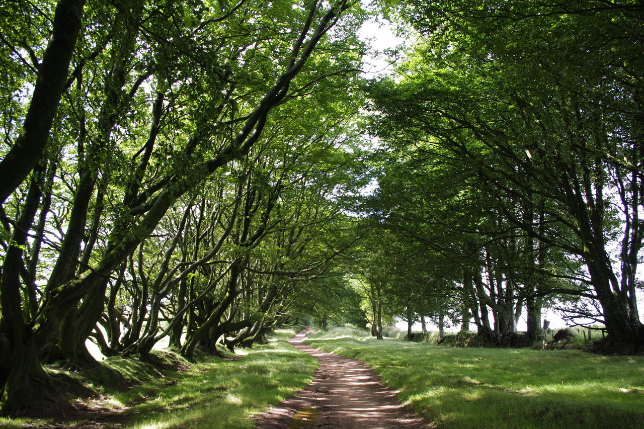 Quantocks path