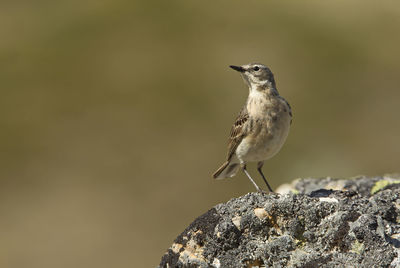 Close-up of bird perching on rock