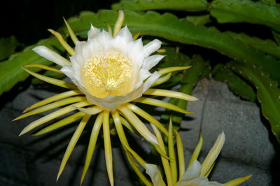 Close-up of white flowers