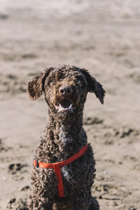 Portrait of a young spanish water dog sitting on the sand.