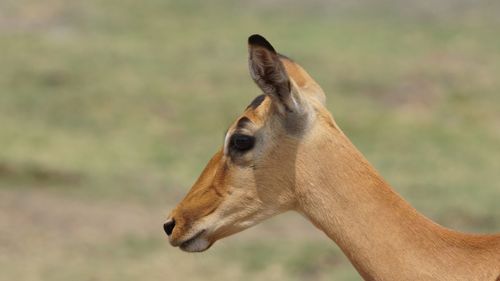 Close-up of a horse