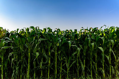 Crops growing on field against sky