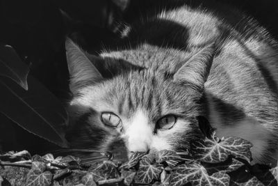Close-up portrait of a cat