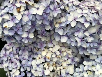 Full frame shot of purple flowering plants