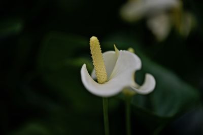 Close-up of flower against blurred background