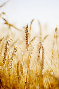 Close-up of stalks in field against sky