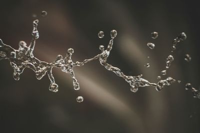 Close-up of raindrops on branch