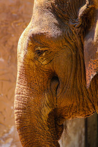 Close-up of elephant