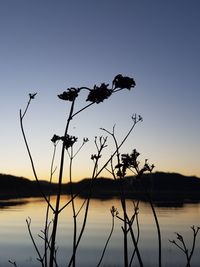 Close-up of silhouette plants at lakeshore against clear sky during sunset