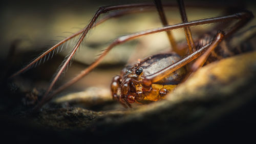 Close-up of spider on rock