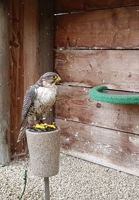 Bird perching on wood