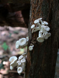 Close-up of mushrooms growing on tree trunk