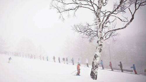 Bare trees on snow covered landscape