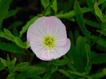 Close-up of purple flowering plant