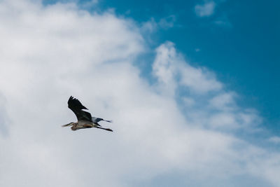 Low angle view of bird flying