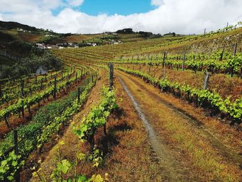 Scenic view of vineyard against sky