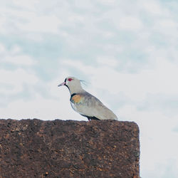 Bird perching on rock against sky