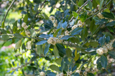 Close-up of honey bee on white flowering plant