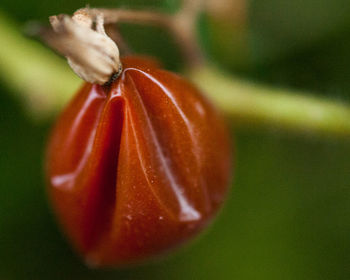 Close-up of orange fruit on plant