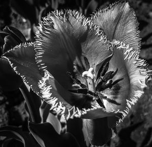 Close-up of flower blooming outdoors