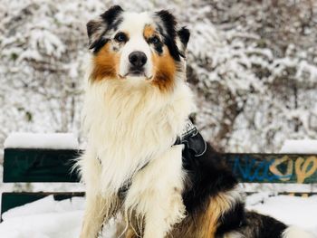 Close-up portrait of dog during winter