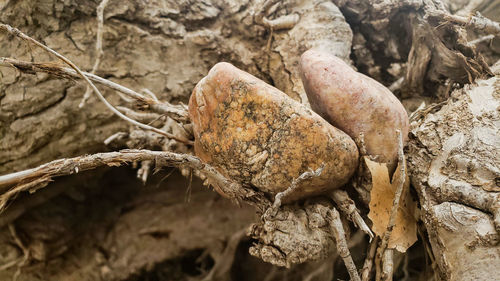 Close-up of dead tree on field