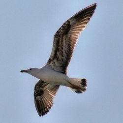 Low angle view of seagull flying