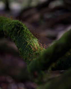 Close-up of moss growing on field