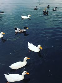 High angle view of ducks swimming in lake