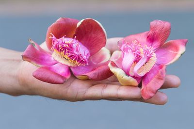 Cropped hand of man holding pink flowers