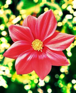 Close-up of pink flower