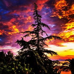 Silhouette of tree at sunset