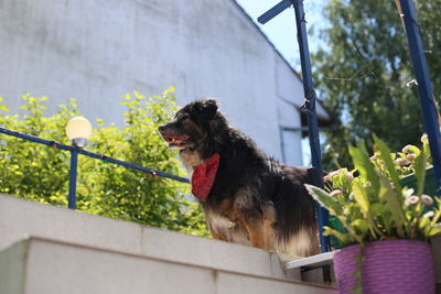 Dog looking at flower plants