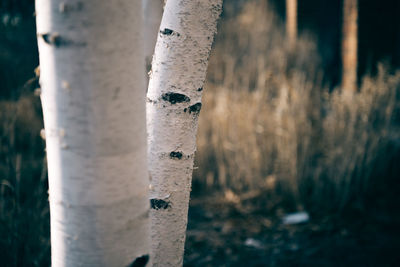 Close-up of tree trunk