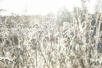 Close-up of fresh plants on field against sky