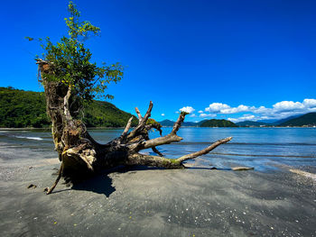 Driftwood on tree by sea against blue sky