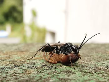 Close-up of fly