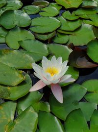 Close-up of lotus water lily in lake