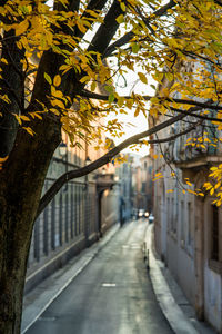 Empty footpath amidst trees in city