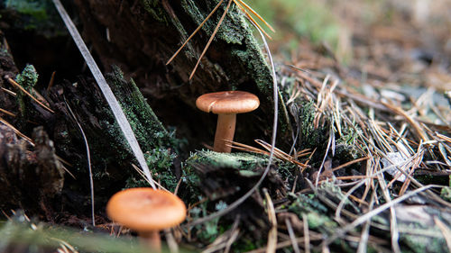 Close-up of mushroom growing on field