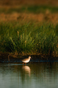 Duck in a lake