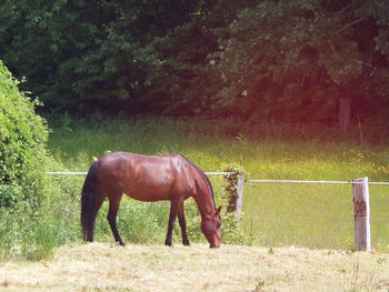 horse