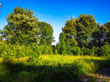 View of trees in forest
